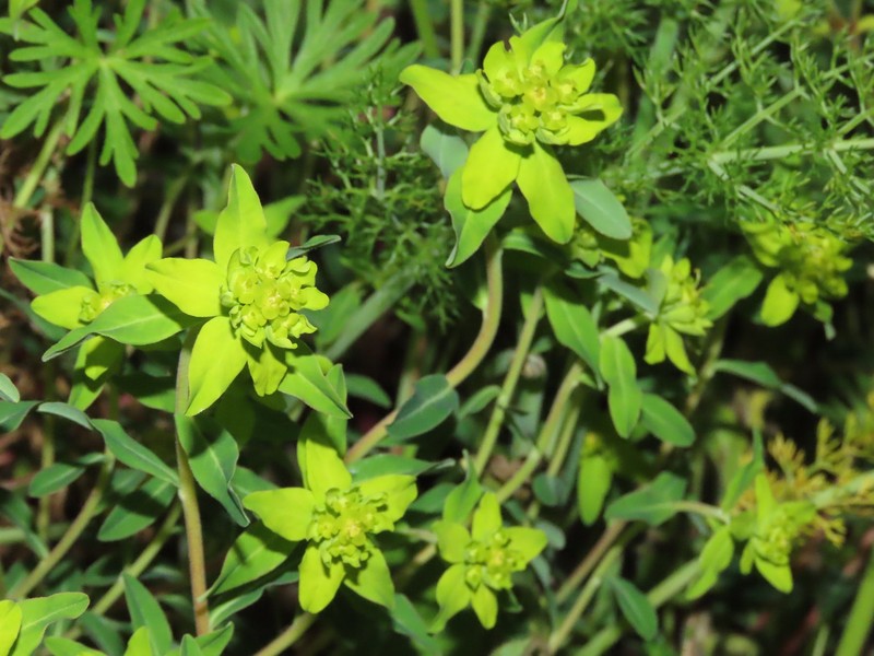 Euphorbia flavicoma subsp. occidentalis photo 6