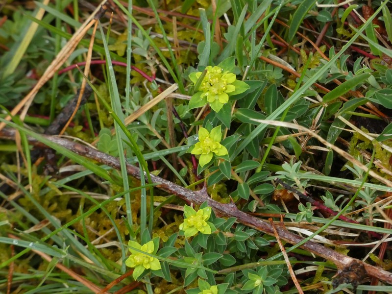 Euphorbia flavicoma subsp. occidentalis photo 7