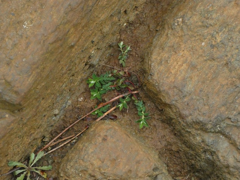 Euphorbia flavicoma subsp. occidentalis photo 8
