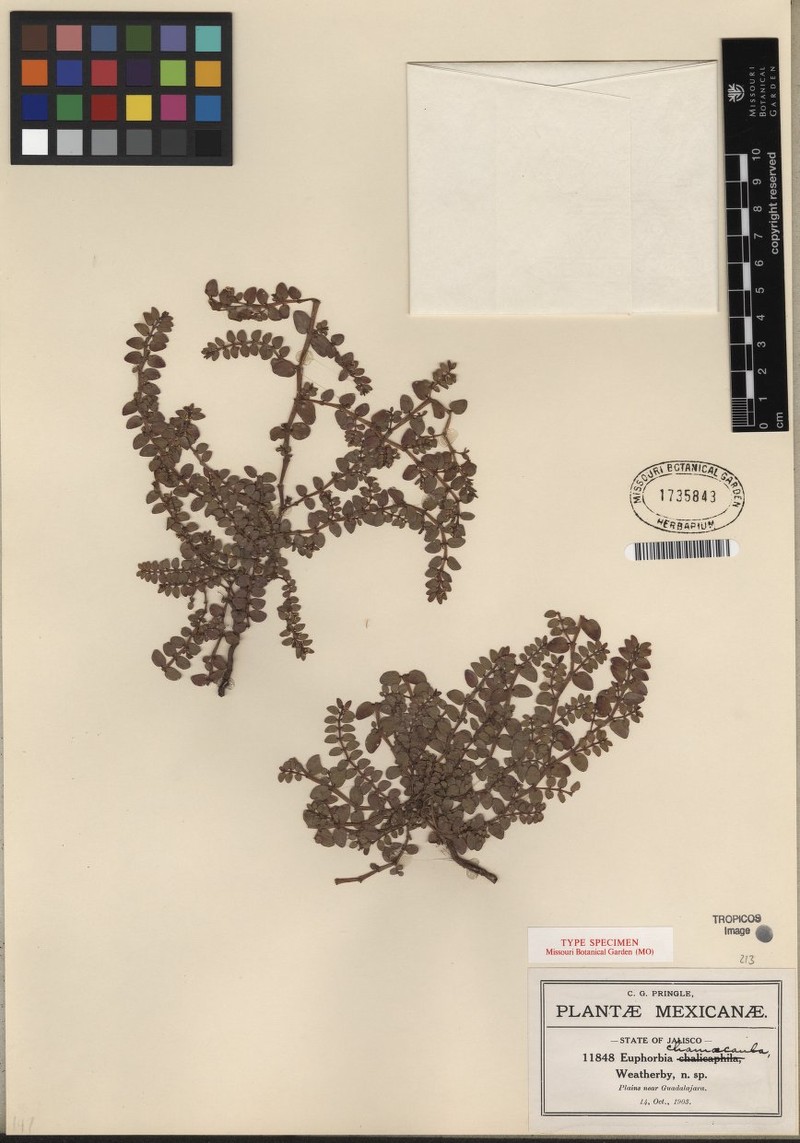 Euphorbia floribunda