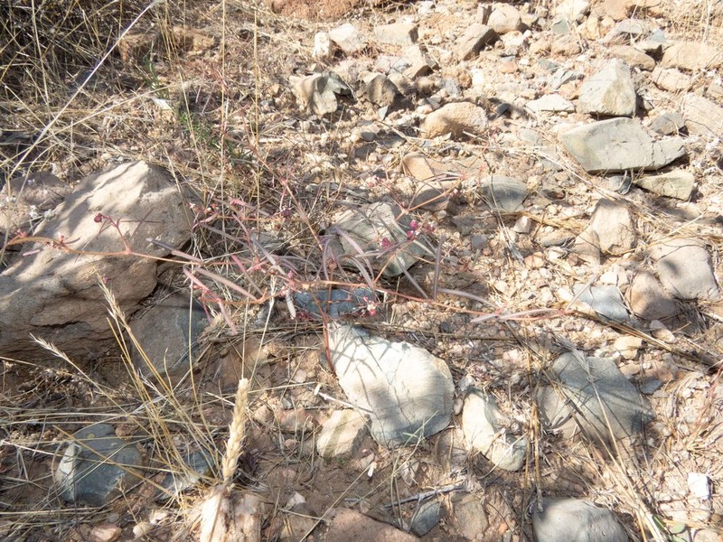 Chiricahua Mountain Sandmat photo 3