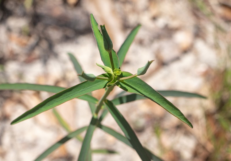 Greater Florida Spurge
