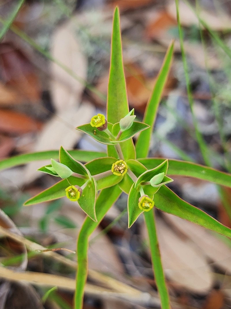 Greater Florida Spurge photo 2