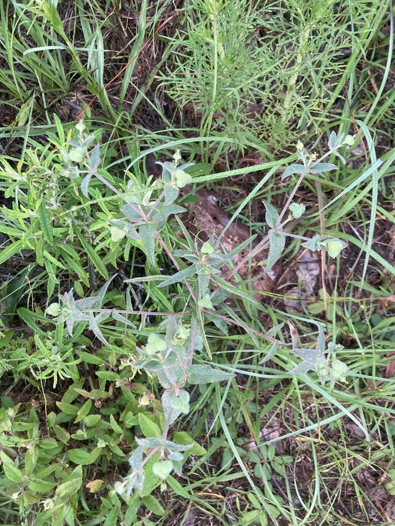 Greater Florida Spurge photo 3