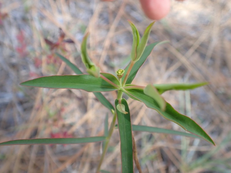 Greater Florida Spurge photo 4