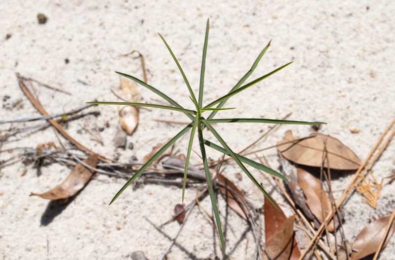 Greater Florida Spurge photo 5