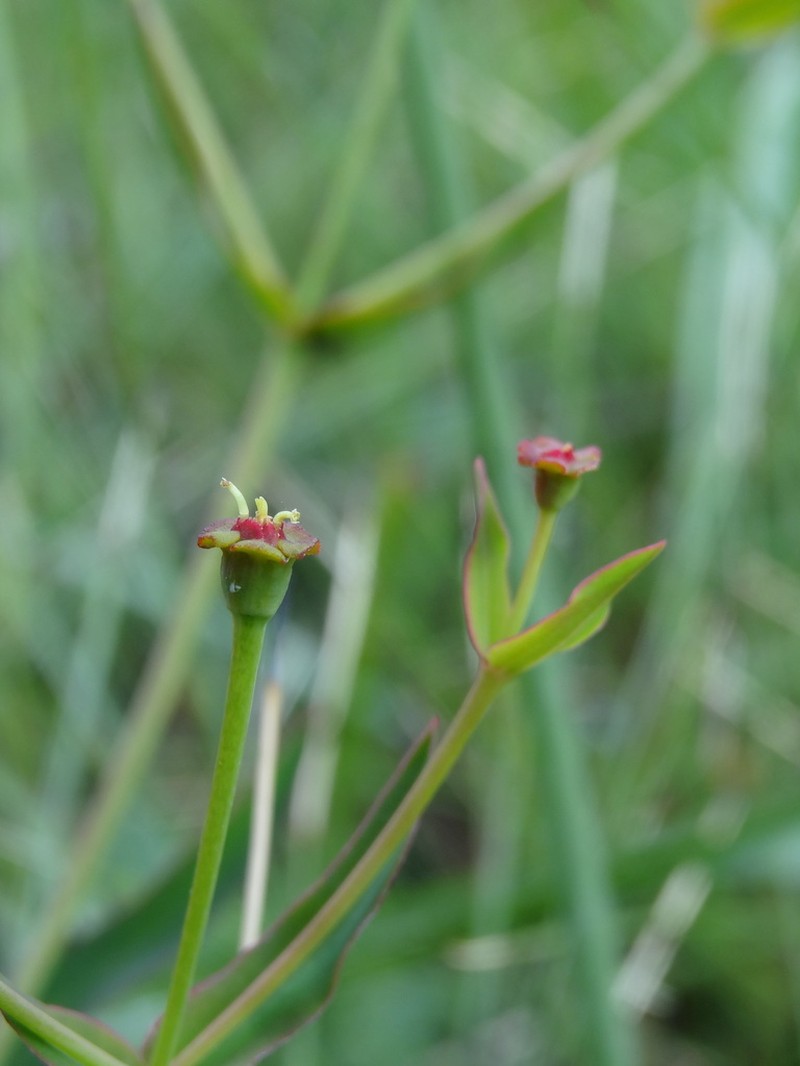 Greater Florida Spurge photo 6
