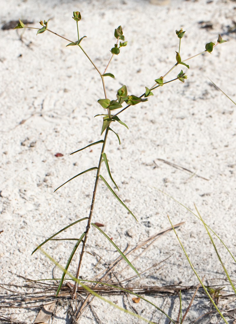 Greater Florida Spurge photo 7