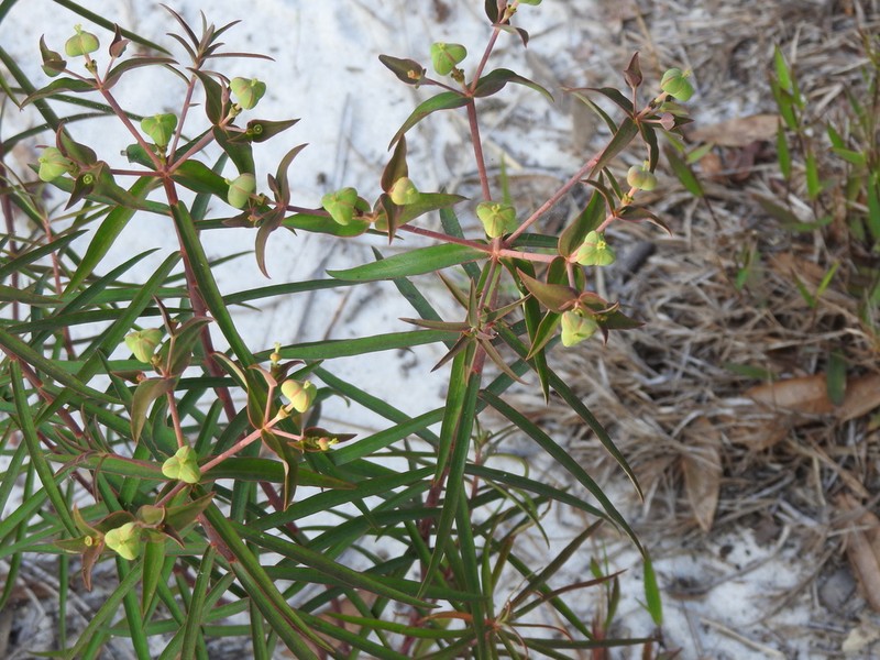Greater Florida Spurge photo 8