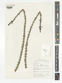 Euphorbia fluminis