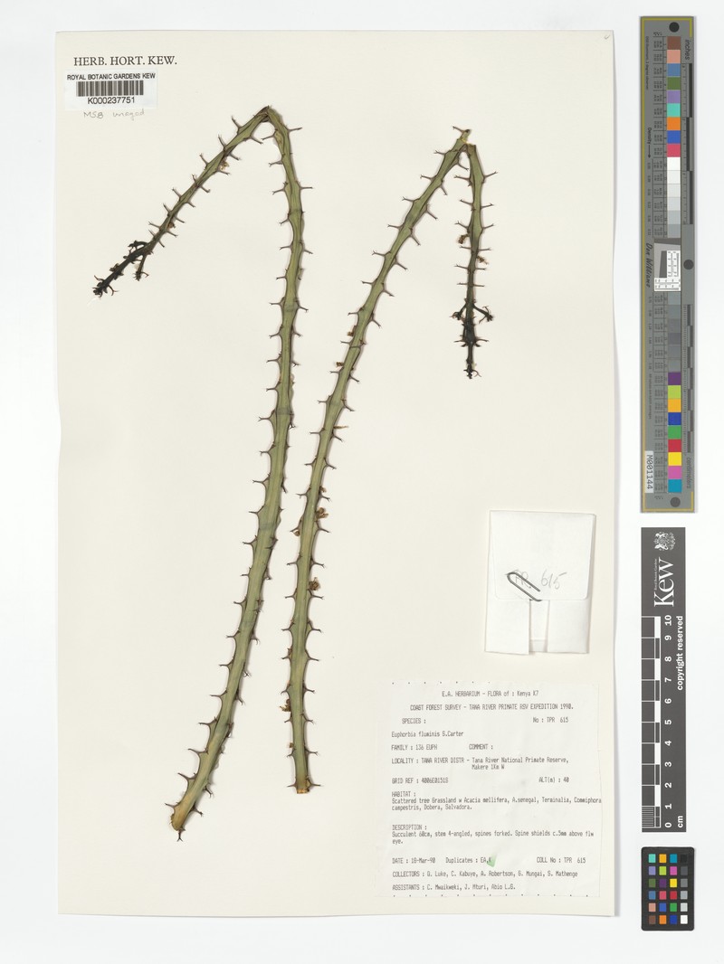 Euphorbia fluminis
