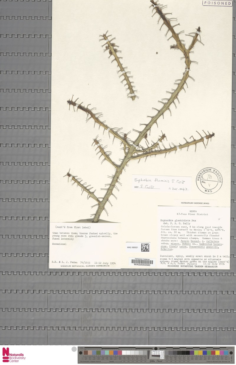 Euphorbia fluminis photo 3