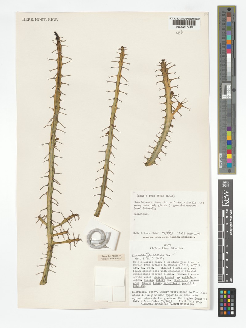 Euphorbia fluminis photo 5