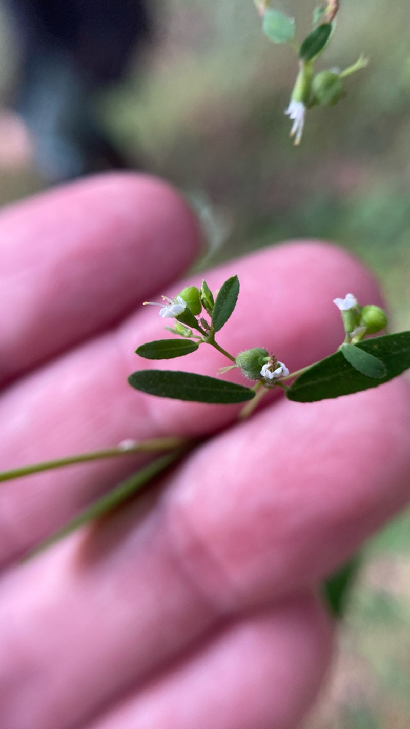 Euphorbia foliolosa photo 2