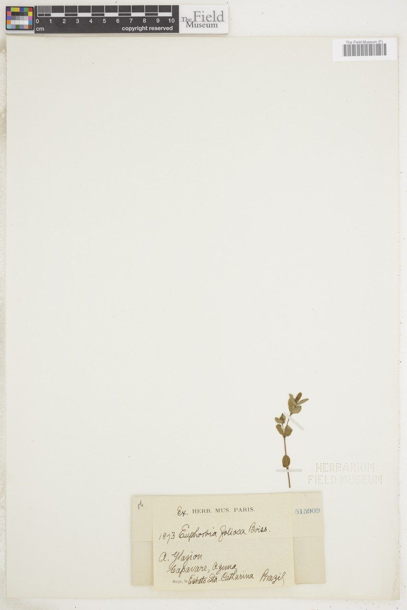 Euphorbia foliolosa photo 3