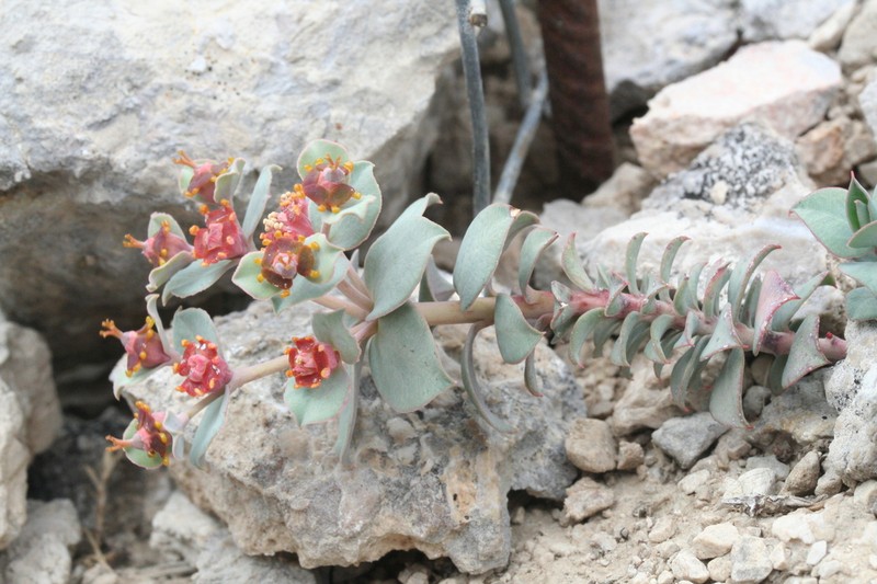 Euphorbia fontqueriana