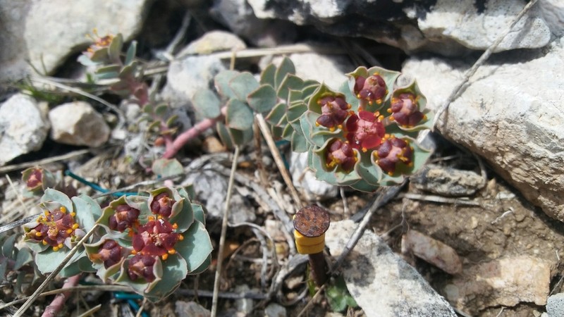 Euphorbia fontqueriana photo 2