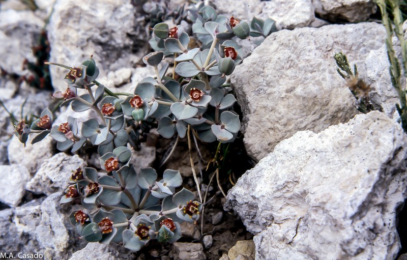 Euphorbia fontqueriana photo 3