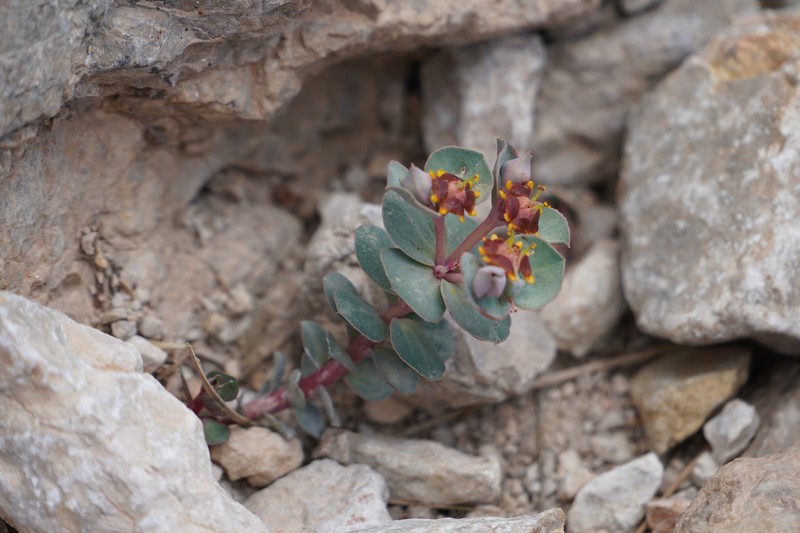 Euphorbia fontqueriana photo 4