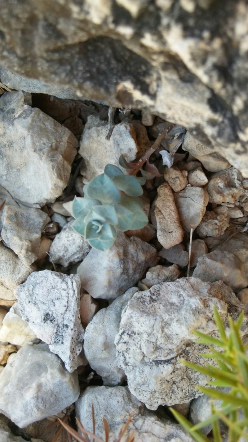 Euphorbia fontqueriana photo 5