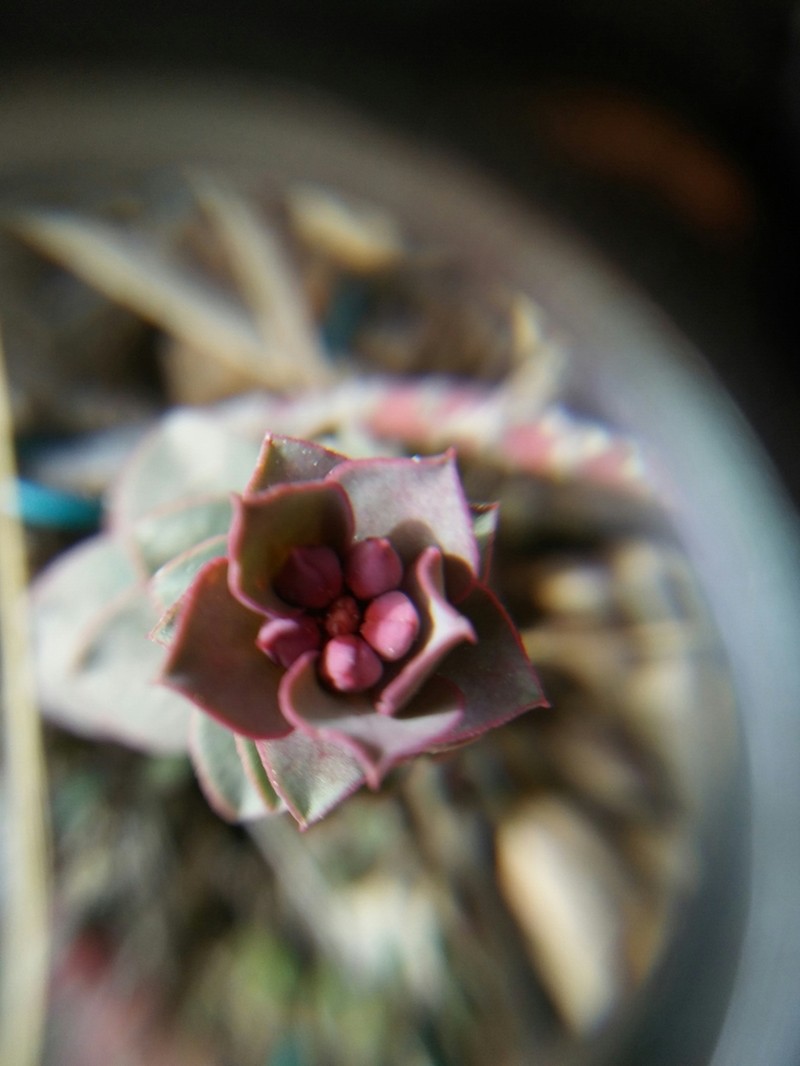 Euphorbia fontqueriana photo 7