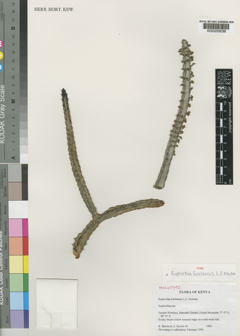 Euphorbia forolensis