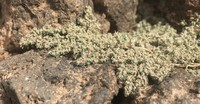 Euphorbia forskaolii