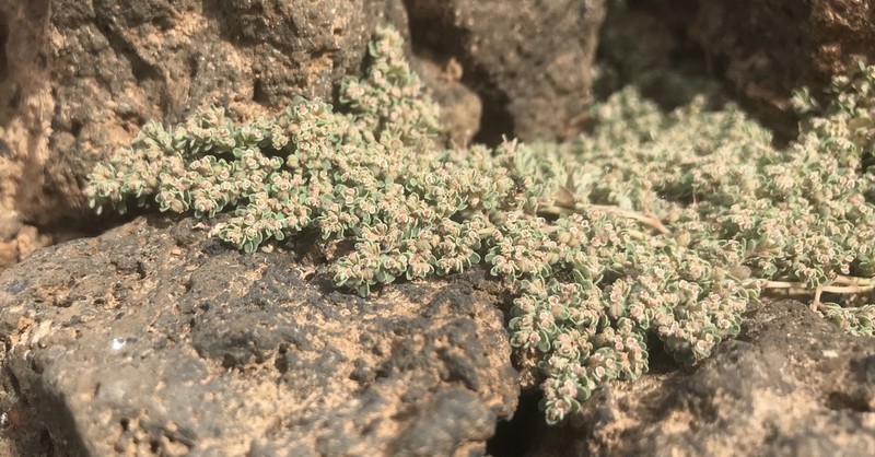 Euphorbia forskaolii