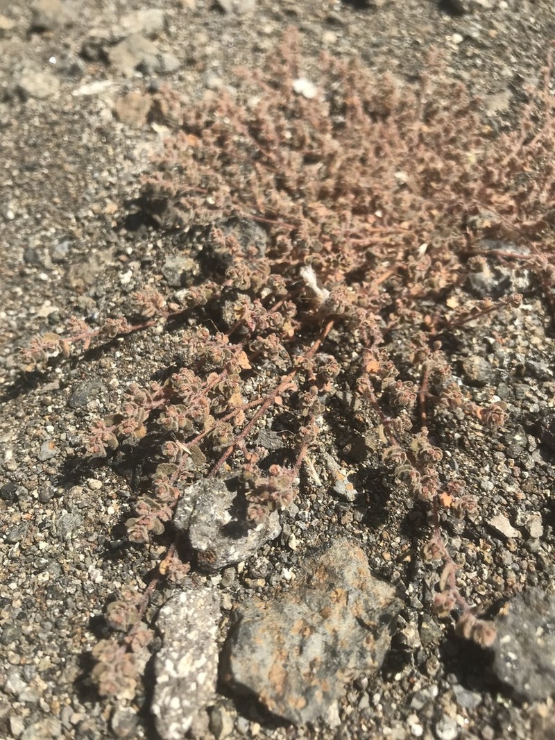 Euphorbia forskaolii photo 2