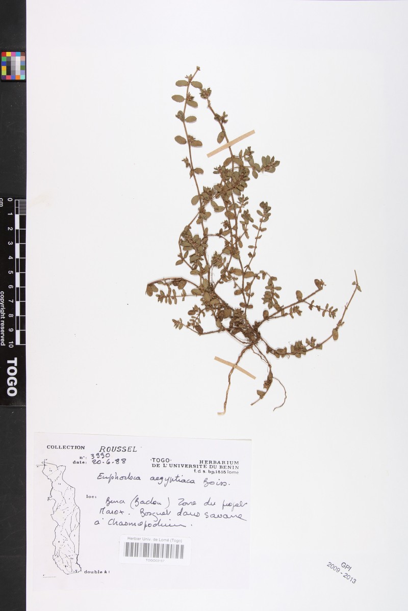 Euphorbia forskaolii photo 5