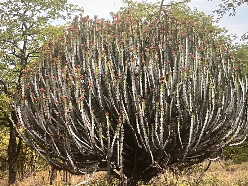 Euphorbia fortissima photo 2