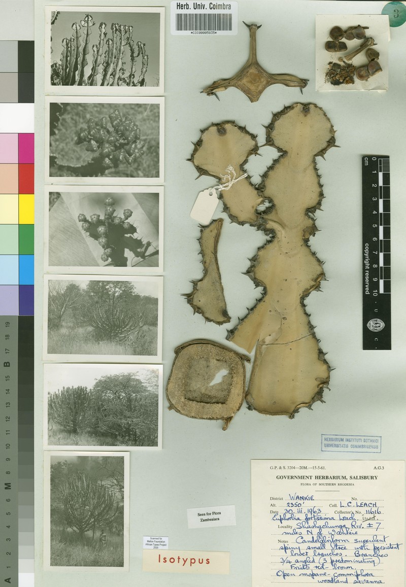 Euphorbia fortissima