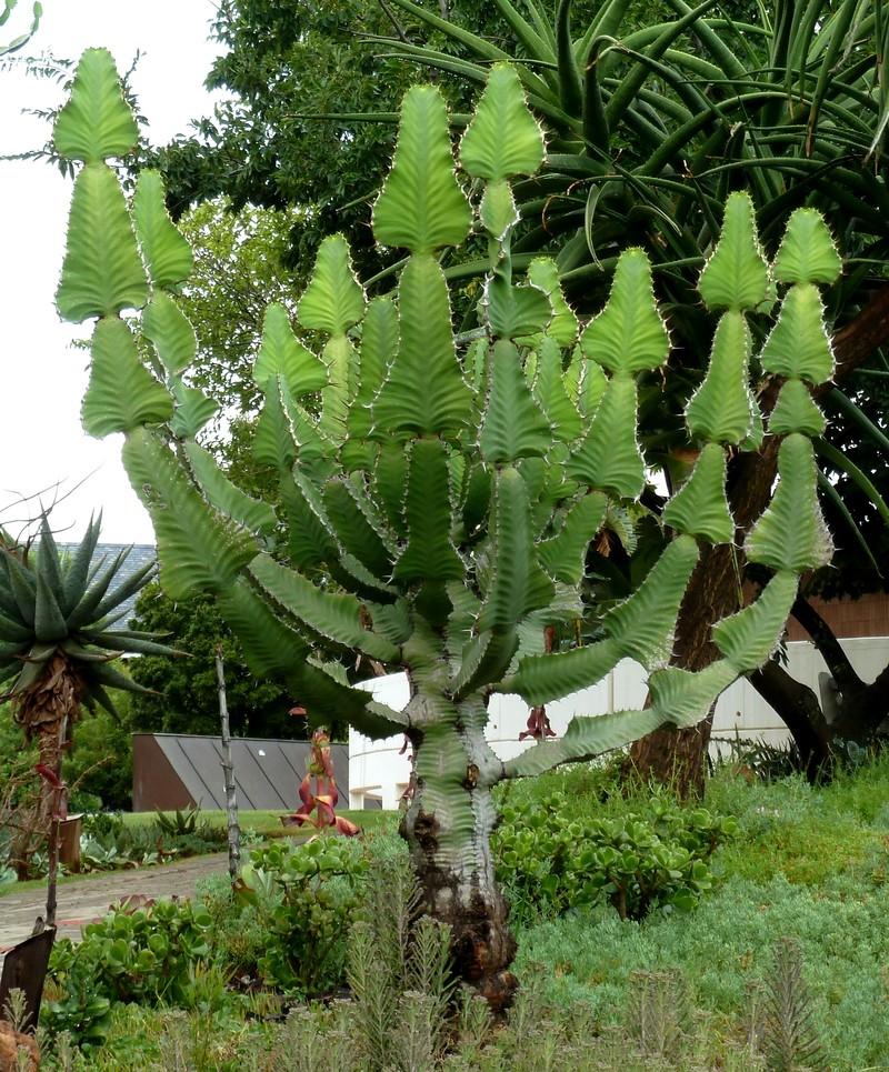 Euphorbia fortissima photo 4