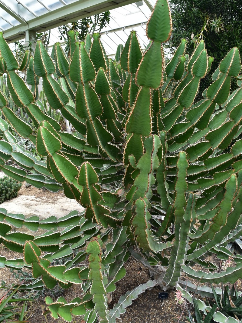 Euphorbia fortissima photo 5