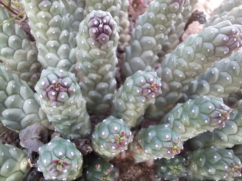 Euphorbia fortuita photo 2