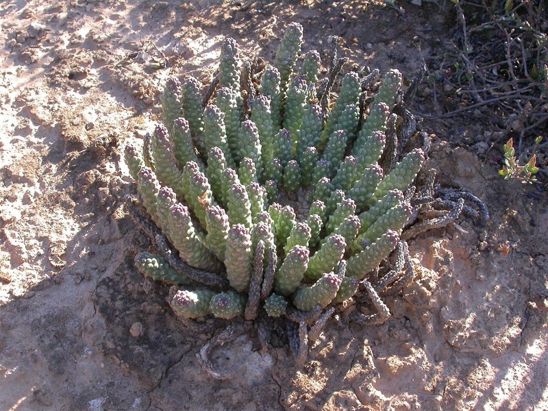 Euphorbia fortuita photo 4