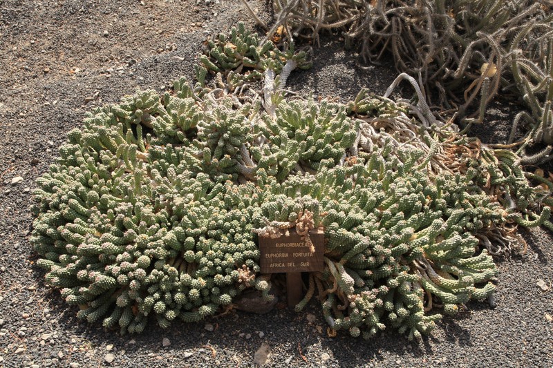 Euphorbia fortuita