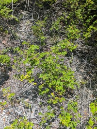 Euphorbia fosbergii