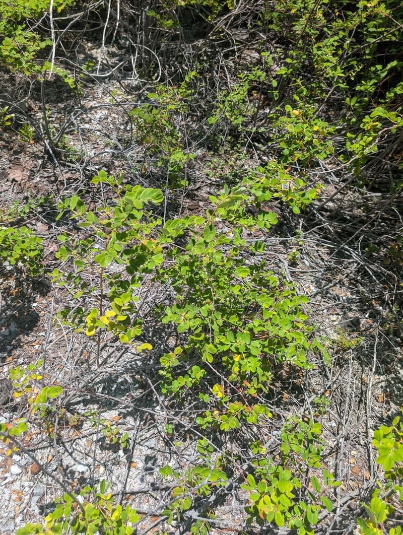 Euphorbia fosbergii