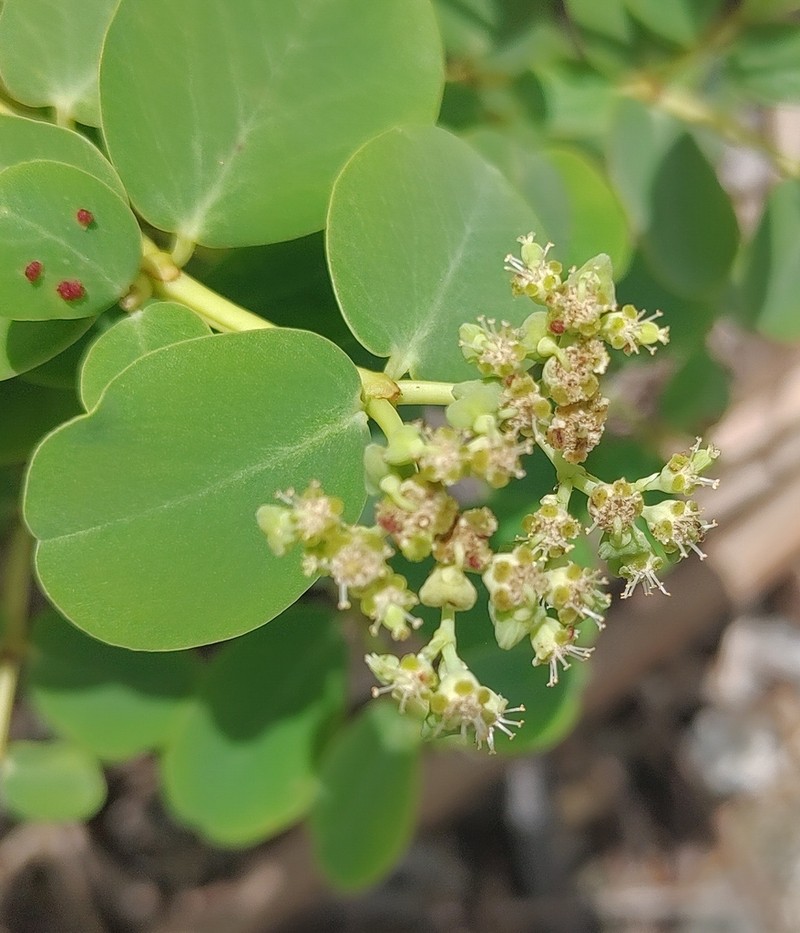 Euphorbia fosbergii photo 2