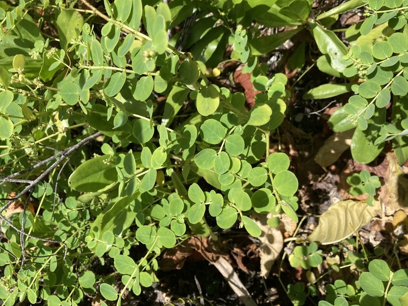 Euphorbia fosbergii photo 3