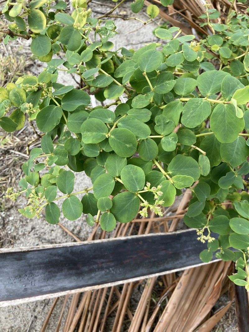 Euphorbia fosbergii photo 4