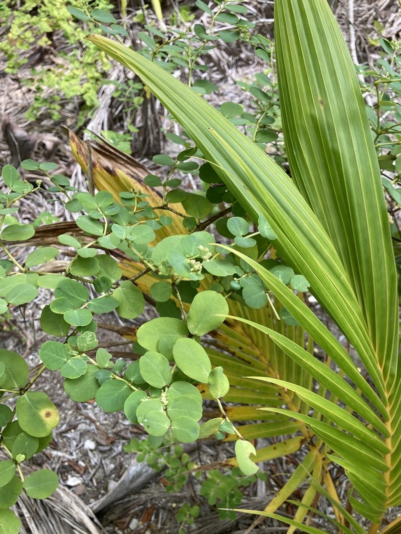 Euphorbia fosbergii photo 5
