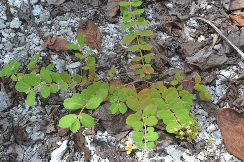 Euphorbia fosbergii photo 6
