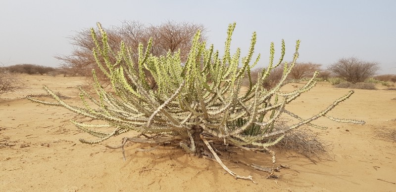 Euphorbia fractiflexa photo 2