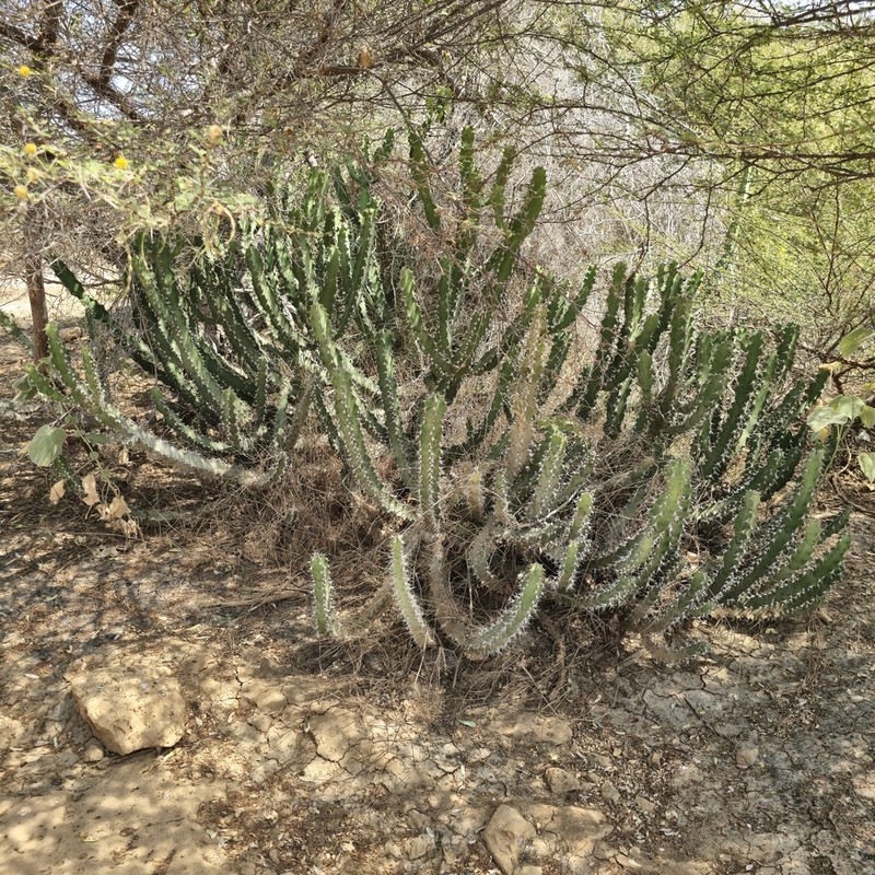 Euphorbia fractiflexa photo 3