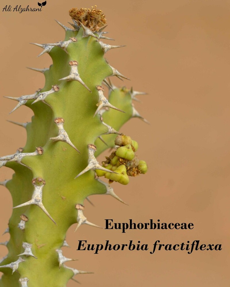 Euphorbia fractiflexa photo 4