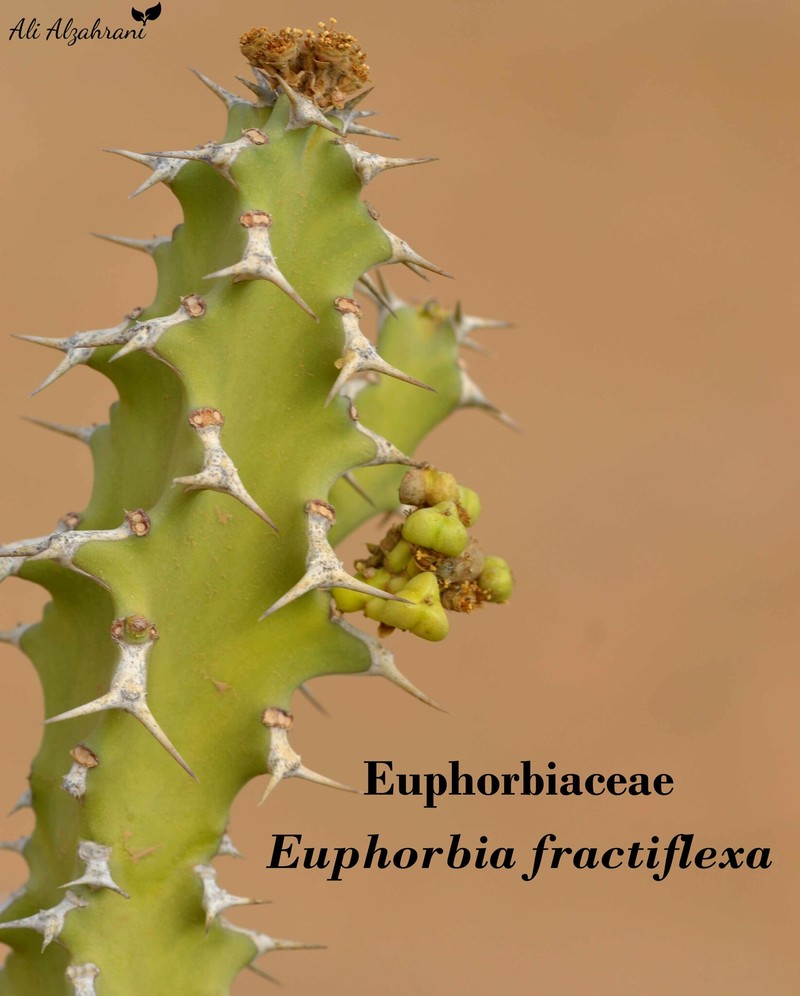Euphorbia fractiflexa photo 5