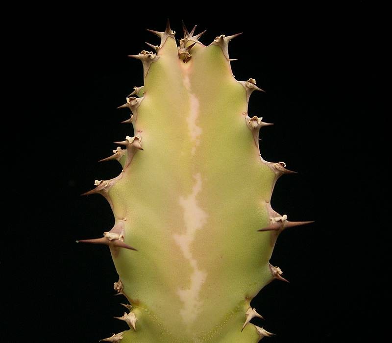 Euphorbia fractiflexa