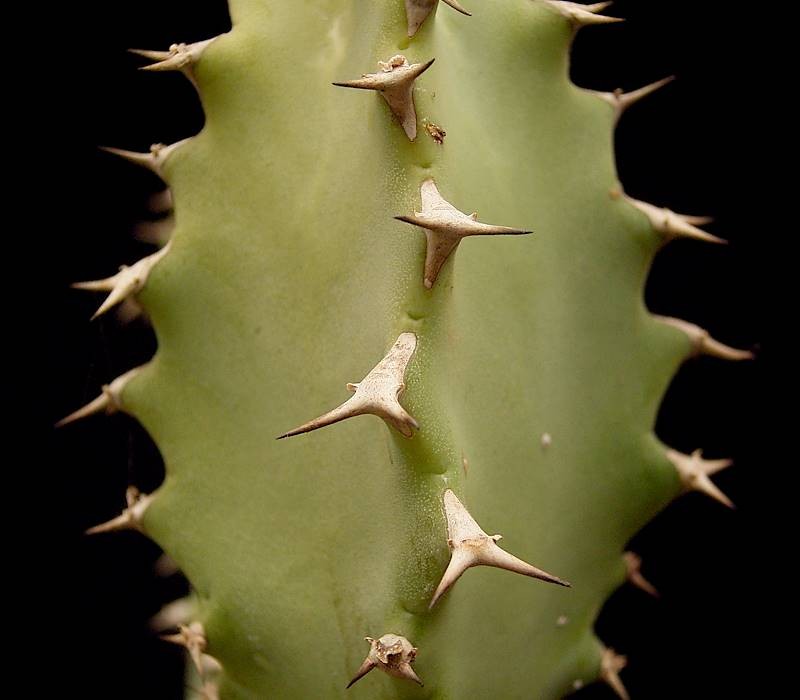 Euphorbia fractiflexa photo 6